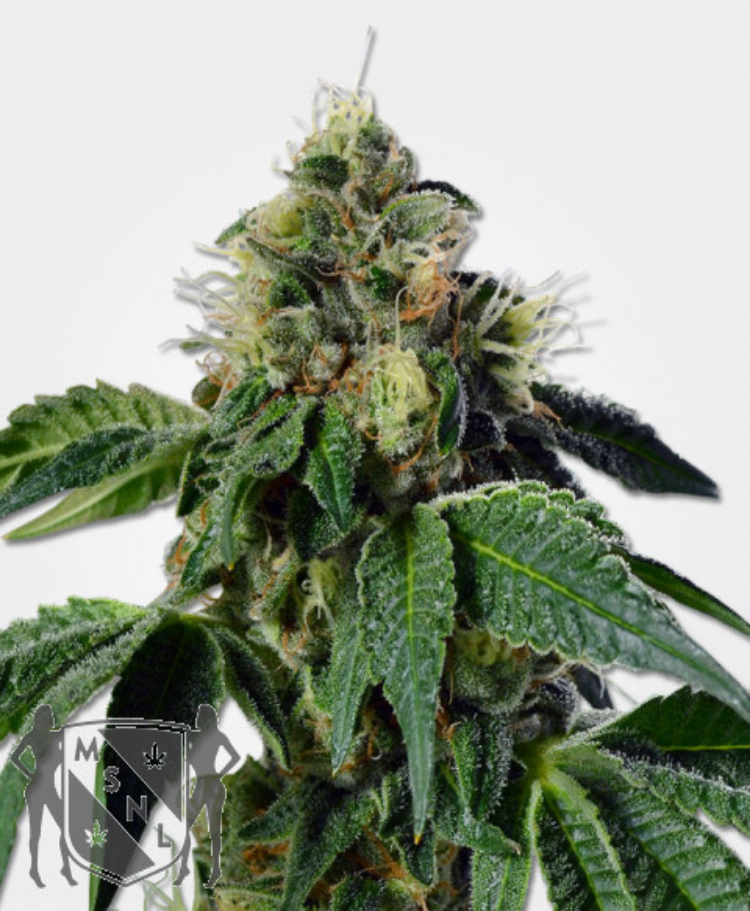 trainwreck feminized seeds msnl 1