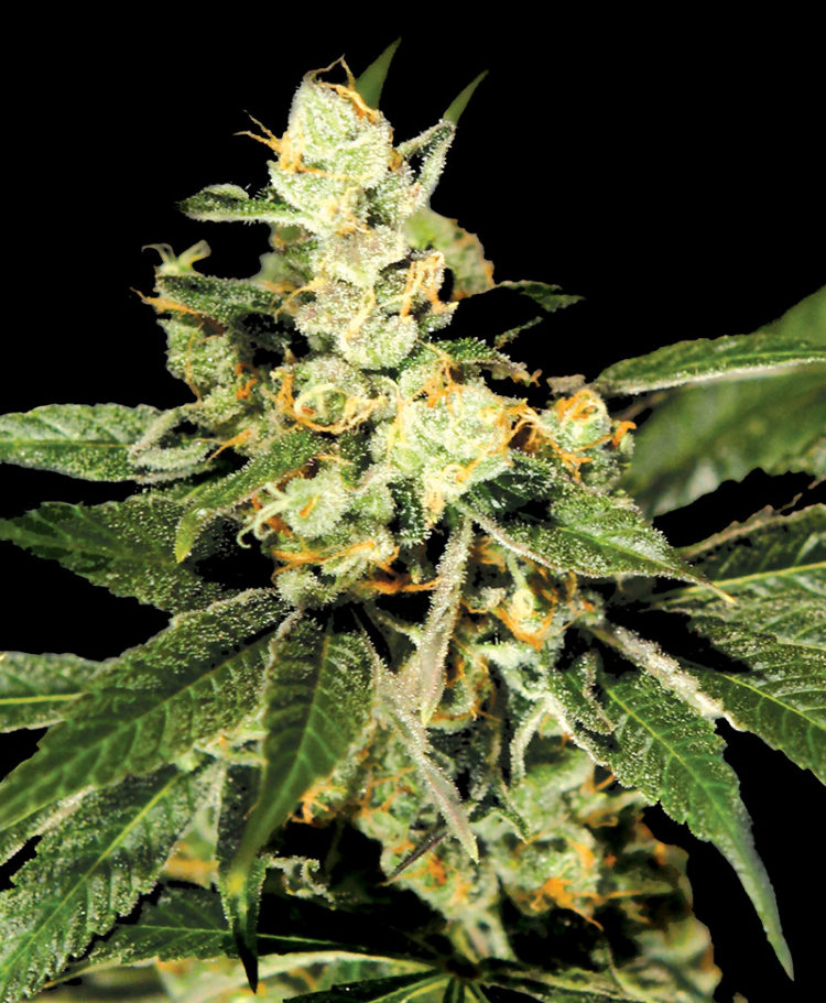 trainwreck feminized seeds seedsman 1