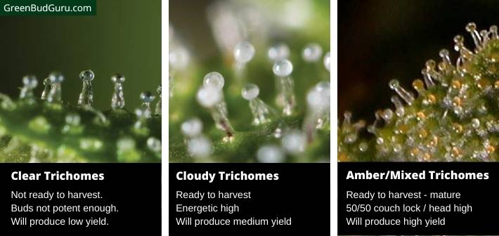 Inspecting trichome maturity