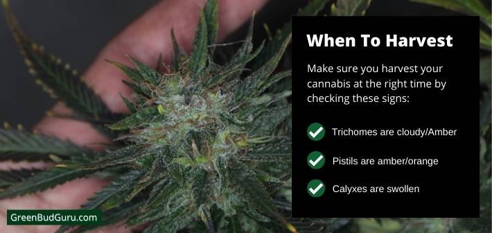 When to harvest marijuana