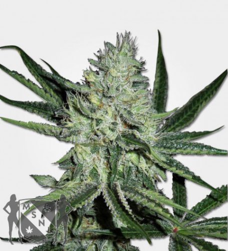 white-widow-feminized-seeds-msnl