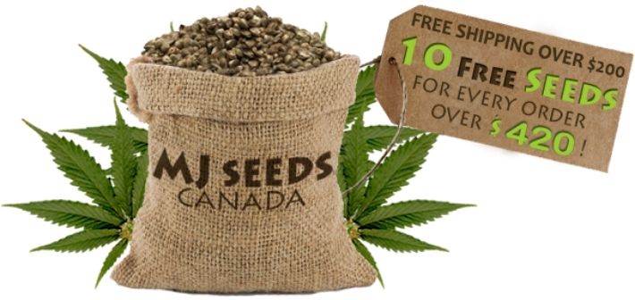 about mj seeds canada