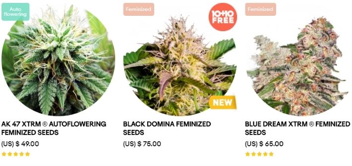 amsterdam marijuana seed strains