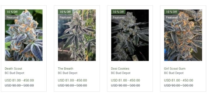 bc bud depot strains