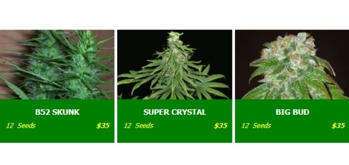 cannabis seeds strains