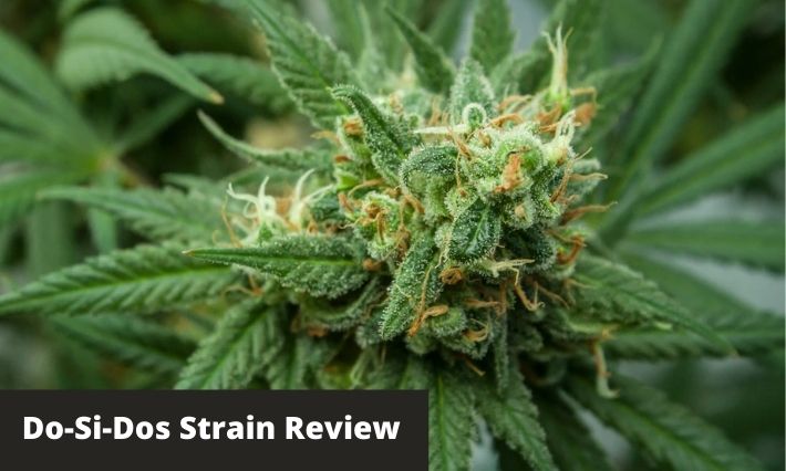 dos-si-dos strain review