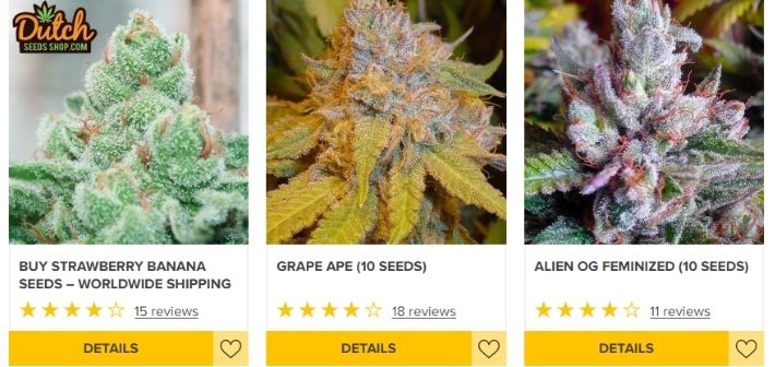 dutch seeds shop strains