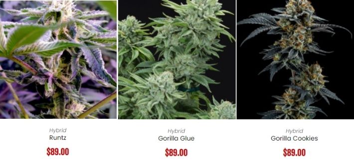 elev8 seeds strains