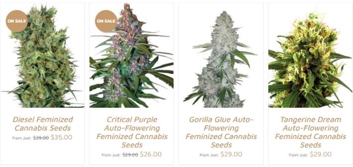 growers choice strains