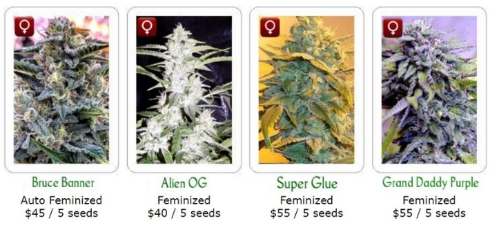 highgrade seeds strains