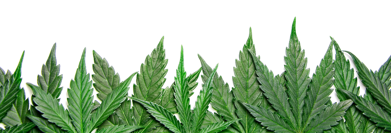 Organic Cannabis Growing