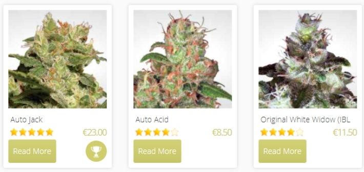 paradise seeds strains