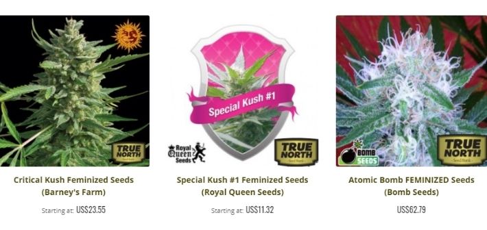 true north seeds strains