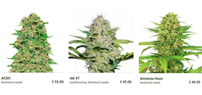 weedseeds express strains