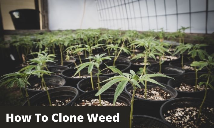how to clone weed