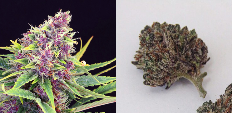 Purple Bud