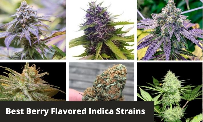 best berry flavored indica strains