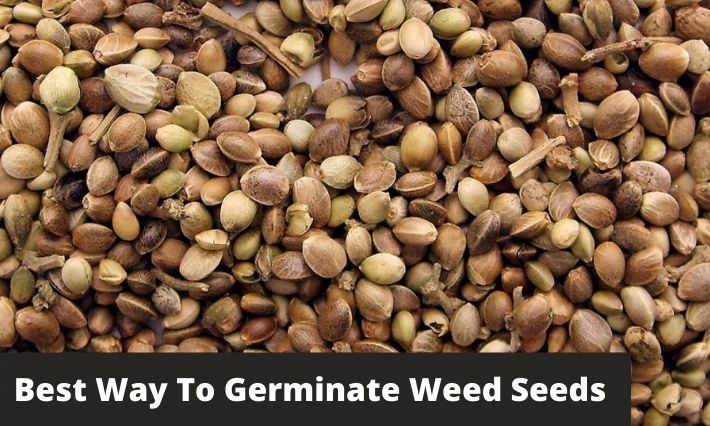 Best way to germinate weed seeds