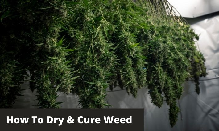 How to dry and cure weed