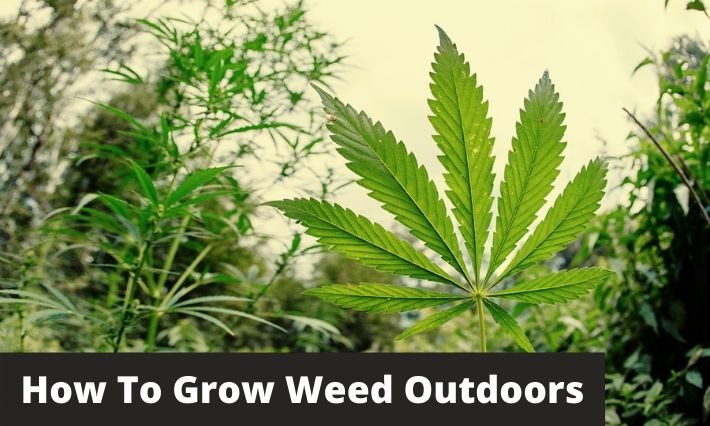 How to grow marijuana outdoors