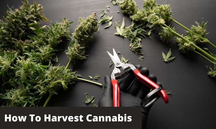 How to harvest Weed