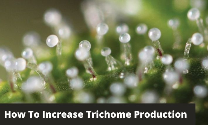 How To Increase Trichome Production