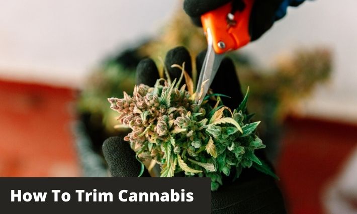 how to trim weed