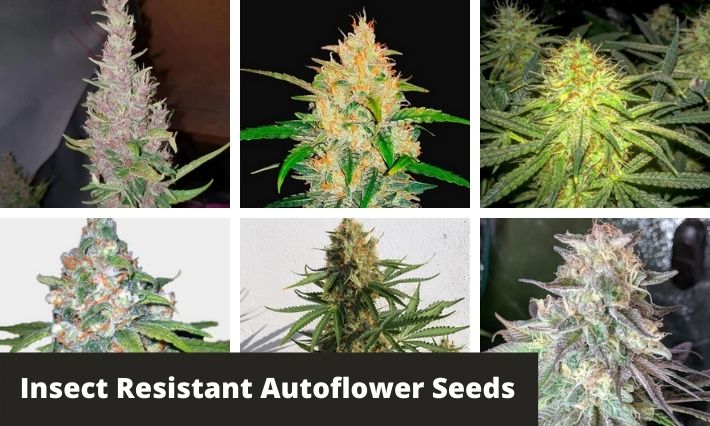 insect resistant autoflower seeds