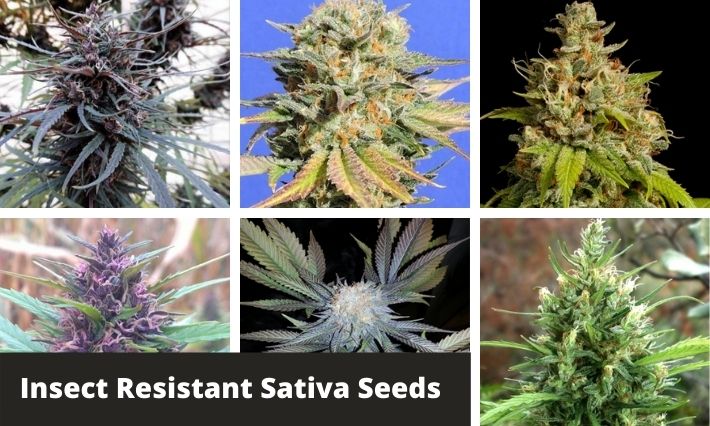insect resistant sativa strains