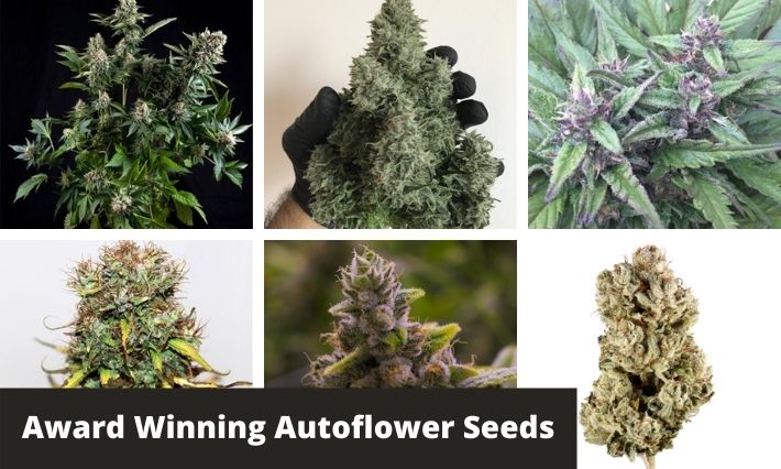 award winning autoflower seeds