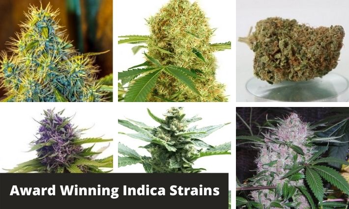 award winning indica strains