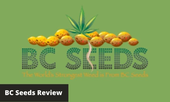 bc seeds review