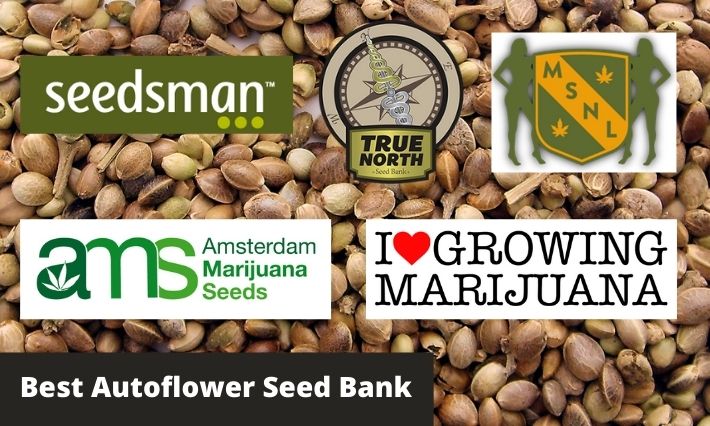 5 Best Autoflower Seed Banks In The United States