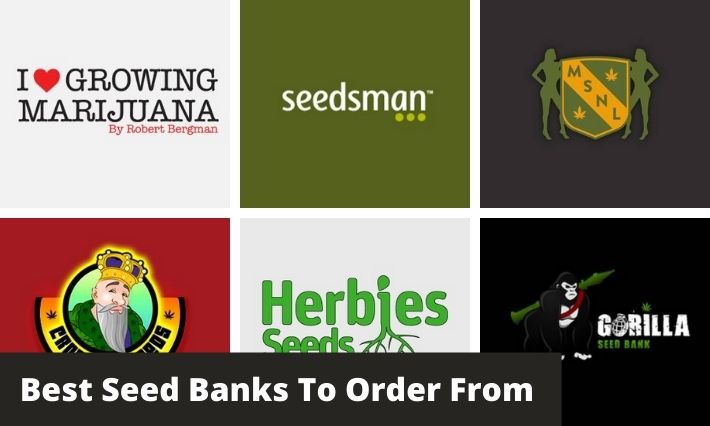 best seed banks to order from