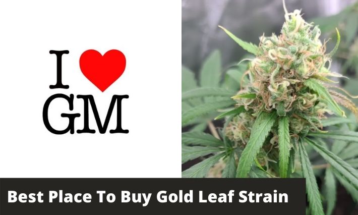 buy gold strain seeds