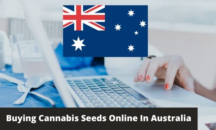 buying cannabis seeds online in australia