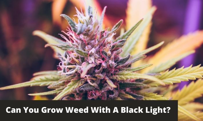 Can you grow weed with a black light