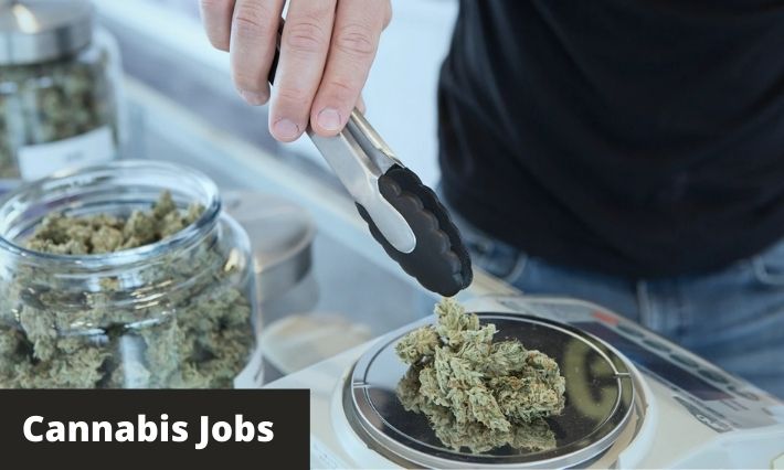cannabis jobs