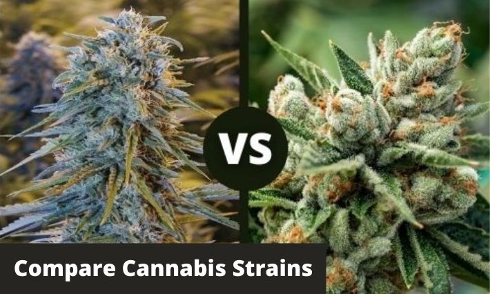 compare cannabis strains