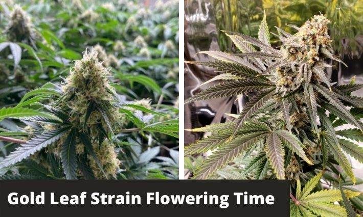 Gold Leaf Strain Flowering Time