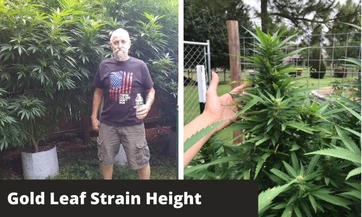Gold Leaf Strain Height