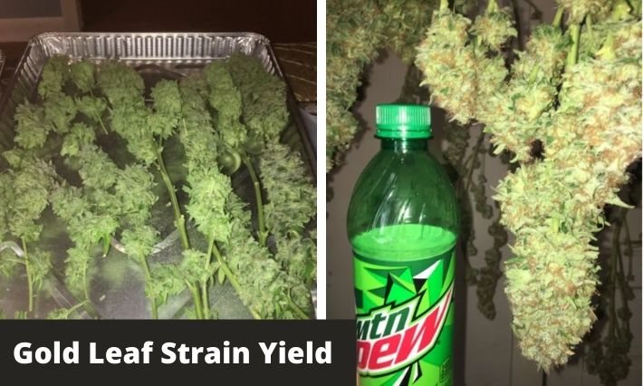 Gold Leaf Strain Yield