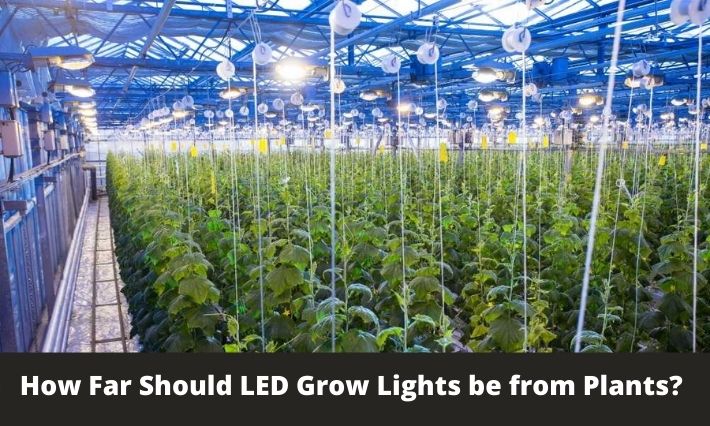 How Far Should LED Grow Lights be from Plants?