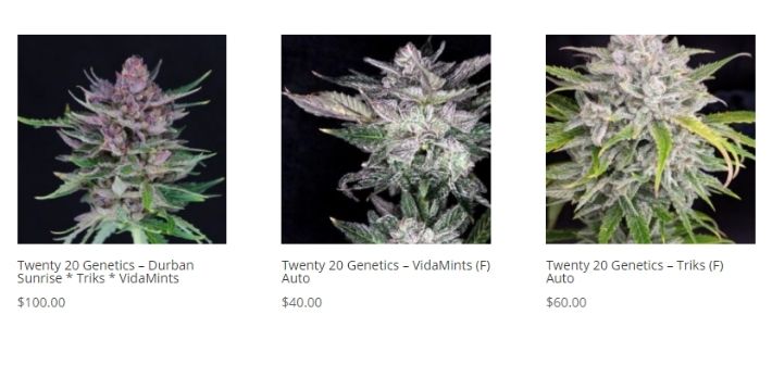 neptune seed bank strains
