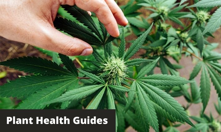 plant health guides