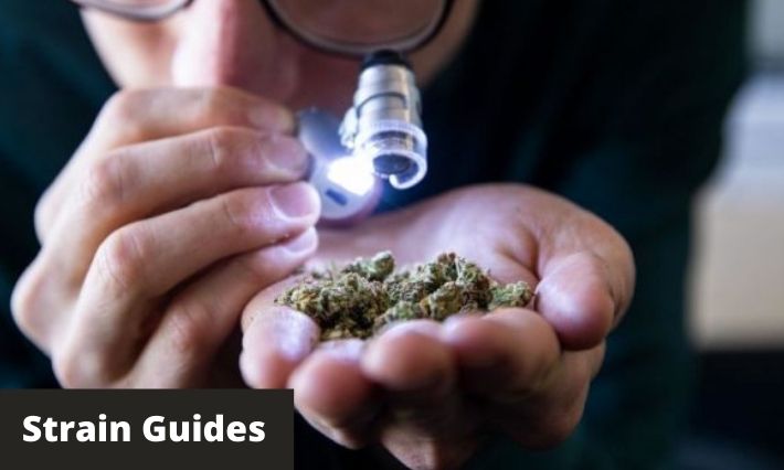 strain guides