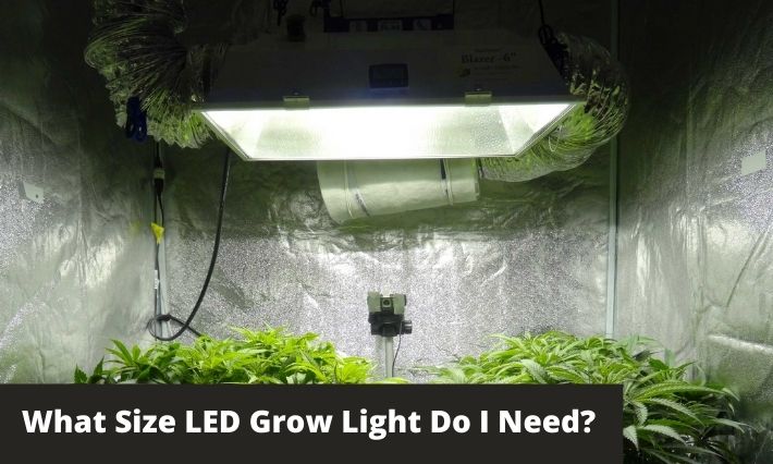what size led grow light do I need