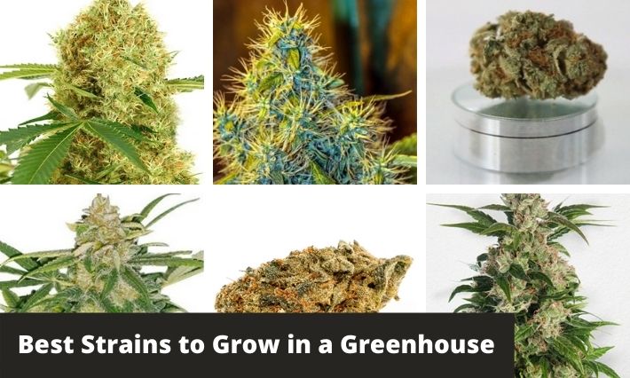 best strains to grow in a greenhouse