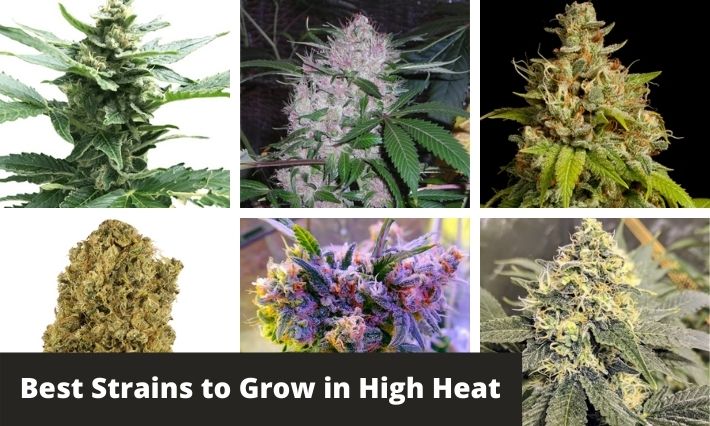 best strains to grow in high heat