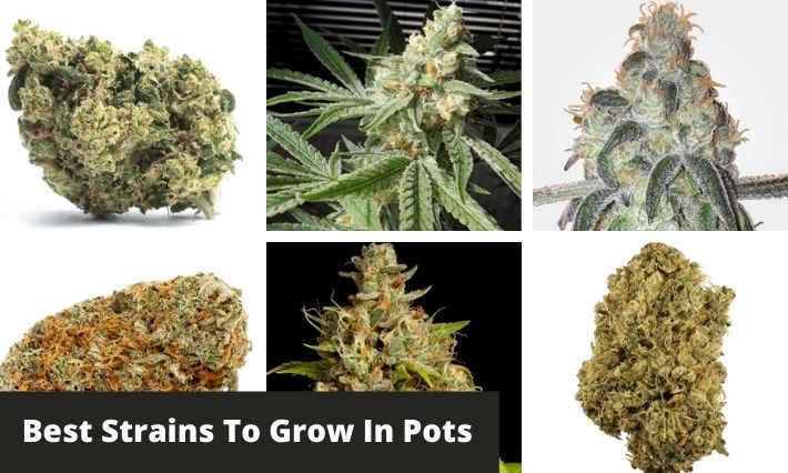 best strains to grow in pots